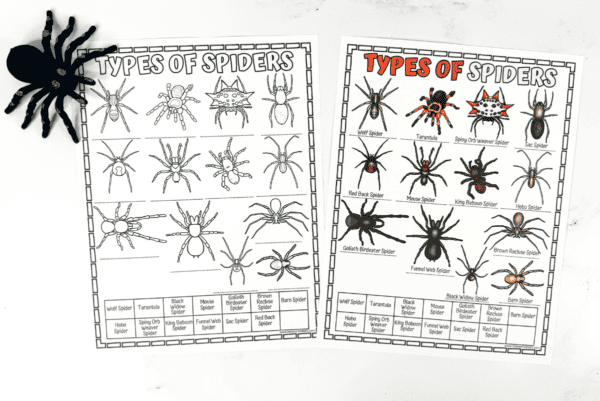 Types of spiders worksheet